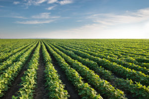 , Strategic Fertilizer Program Increases Yields, Efficiency