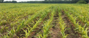, Even With Wet Weather, Foliar Apps Increase Crop Vigor