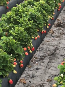 , Plant City Strawberry Farm Benefits from Sustainable Practices