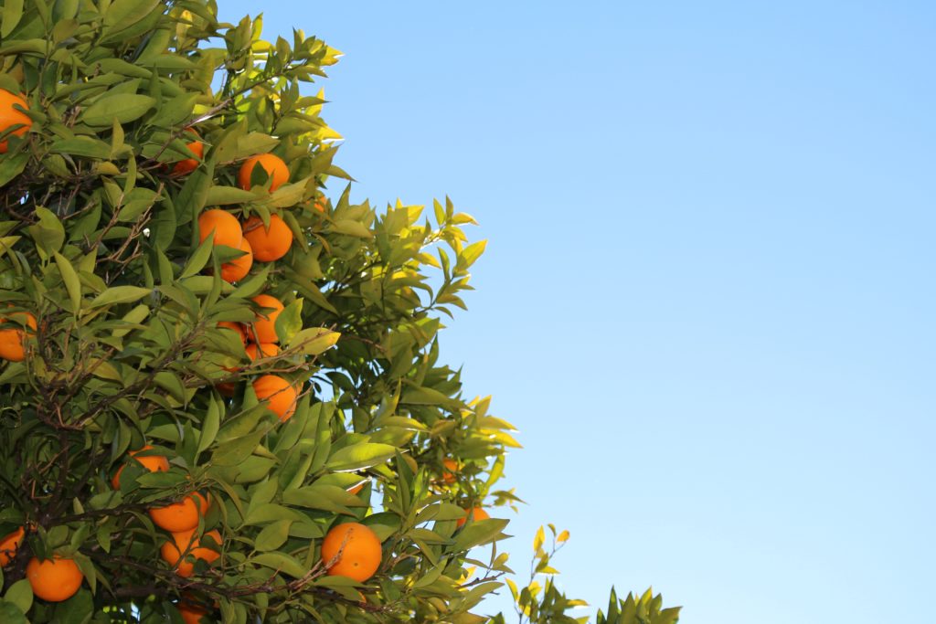 Read more about the article Overuse of weed-killer makes orange trees unhealthy