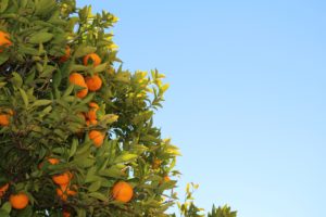 citrus greening
