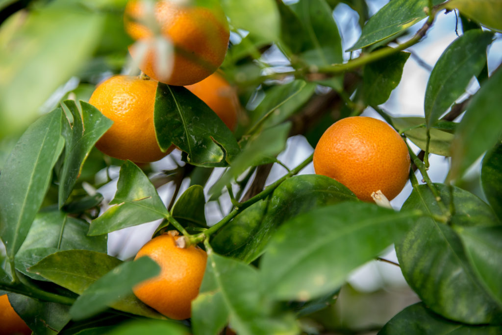 Read more about the article CITRUS GREENING RECOVERY – CASE STUDY, MARTIN COUNTY, FL