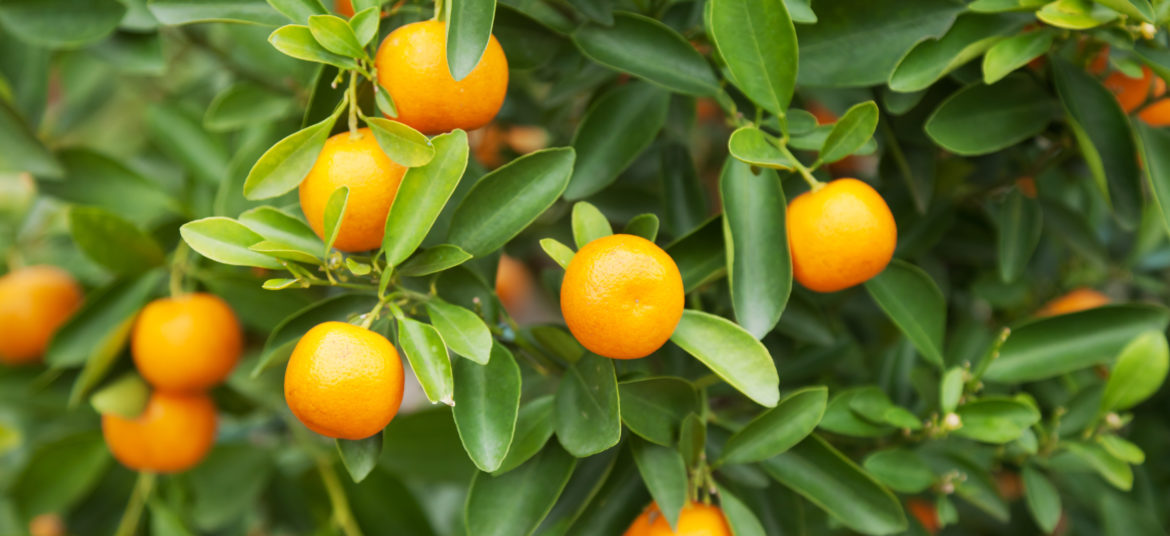 Citrus Greening, Citrus Greening Recovery Case Study – Haines City, FL
