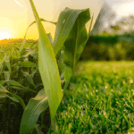 Why choose Urea Phosphite over Potassium Phosphite?