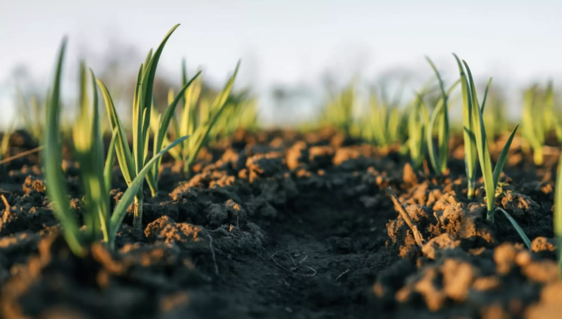 Urea Phosphite vs Potassium Phosphite, The Right Microbes Matter: Promoting Soil Health with the Exceptional Seven