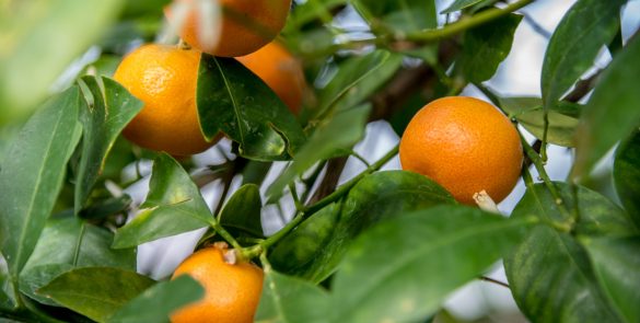 closeup of oranges ready to pick on orange tree in sunlight closeup of oranges ready to pick on orange tree in sunlight