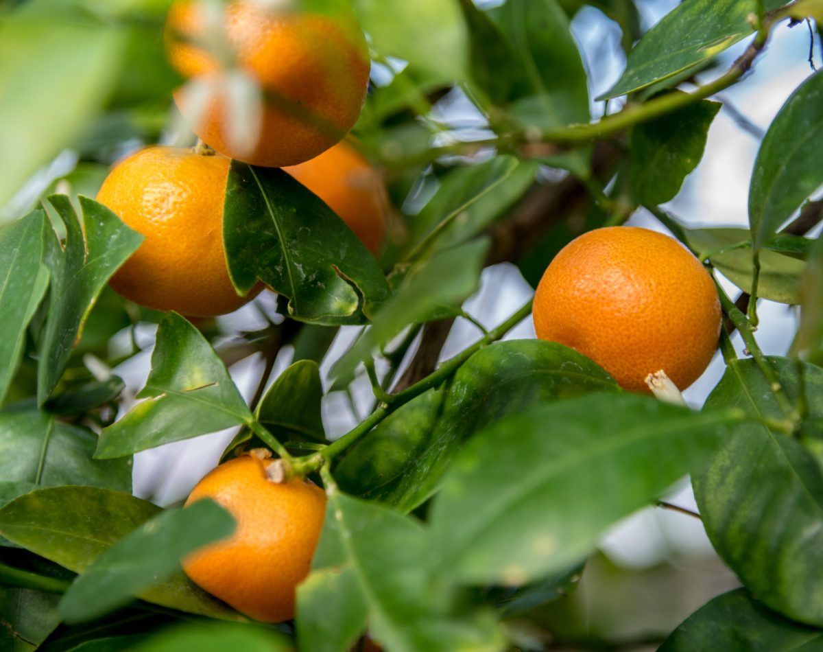 closeup of oranges ready to pick on orange tree in sunlight closeup of oranges ready to pick on orange tree in sunlight