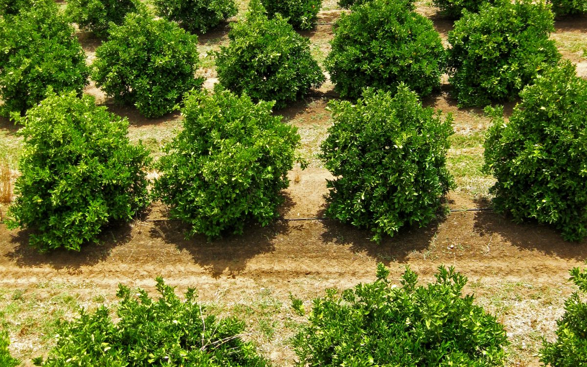 citrus growve rows aerial agricultural citrus growve rows aerial