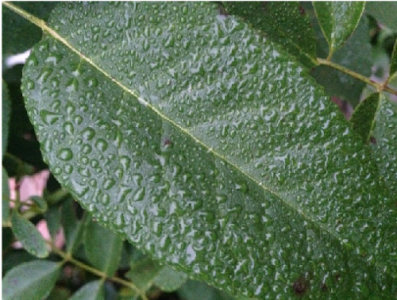 image1 image1