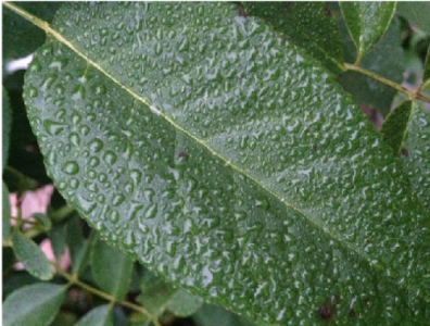 image1 Water settled on plant leaf