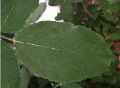 image2 image2